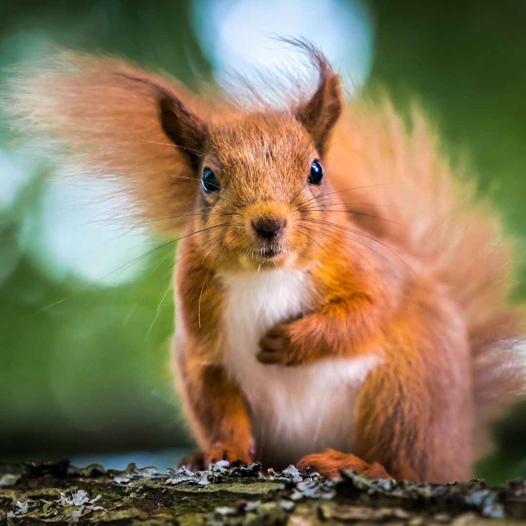 Red Squirrels